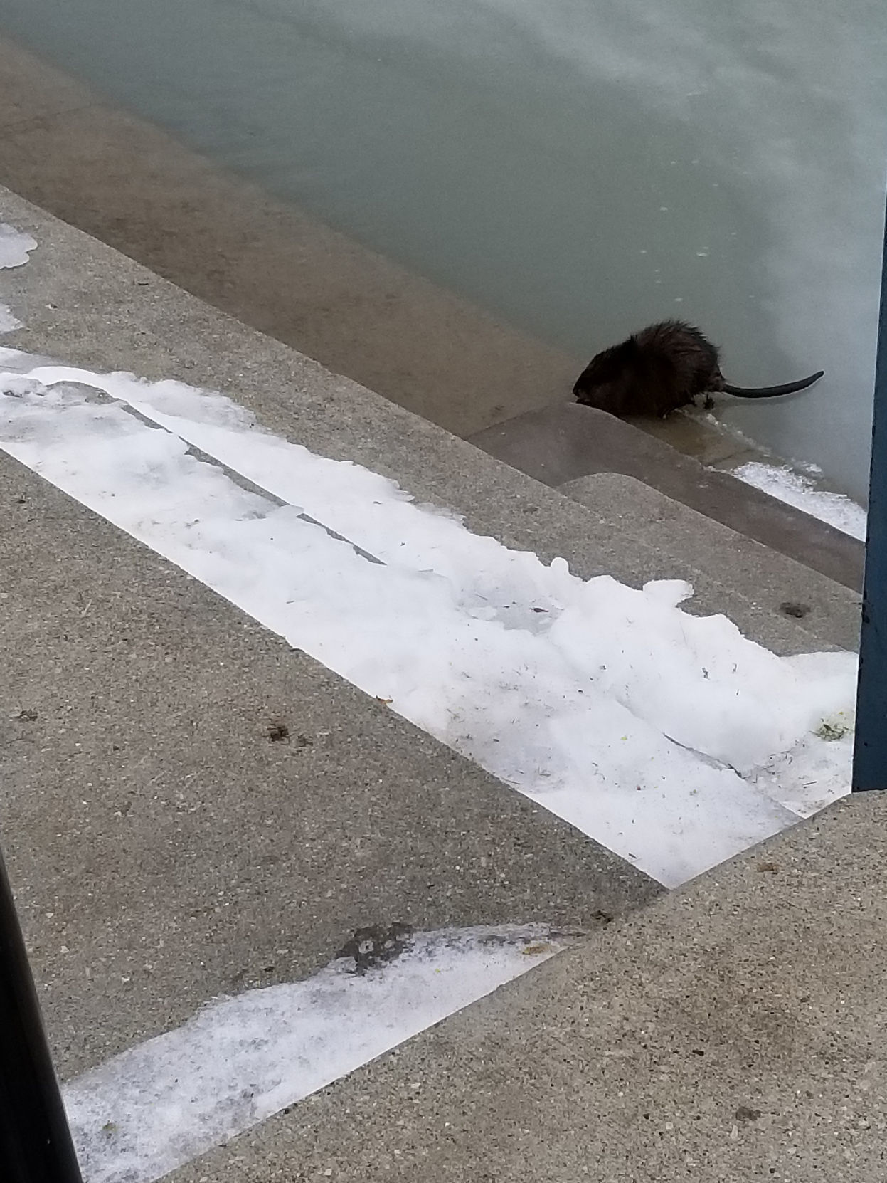 muskrat